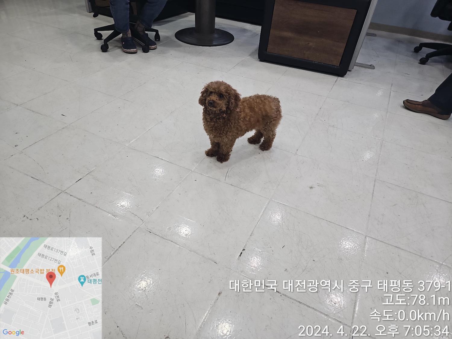 종료(반환) 푸들의…